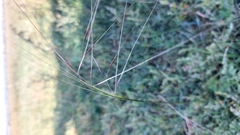 Stipa krylovii