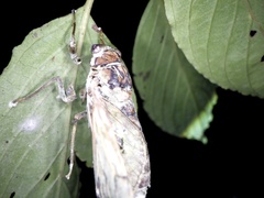 Beauveria bassiana