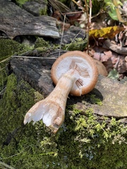Armillaria sinapina