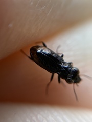 Notiophilus quadripunctatus