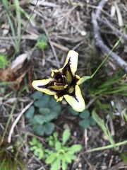 Moraea lurida