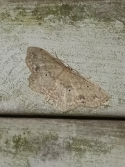 Scopula compensata