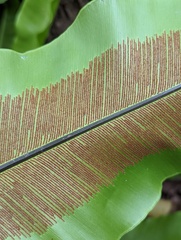 Asplenium setoi