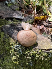 Armillaria sinapina