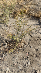 Koeberlinia spinosa