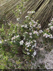 Leucopogon assimilis