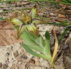Ferraria variabilis