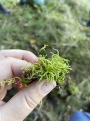 Sciuro-hypnum curtum