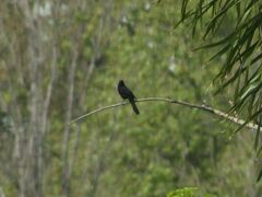 Icterus pyrrhopterus