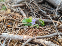 Viola odorata