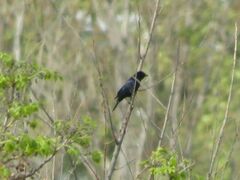 Molothrus bonariensis