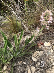 Echiostachys ecklonianus