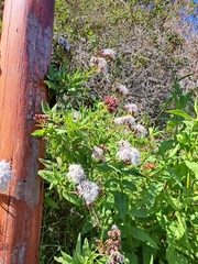 Aristeguietia salvia
