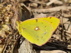 Colias