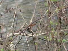 Porphyriops melanops