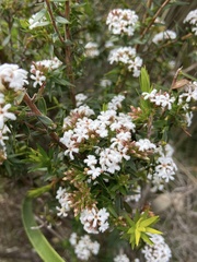 Leucopogon assimilis