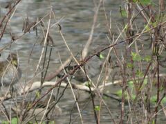 Porphyriops melanops