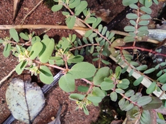 Euphorbia humifusa