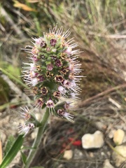 Echiostachys ecklonianus