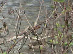 Porphyriops melanops