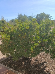 Arbutus