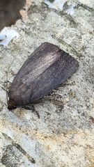Amphipyra livida
