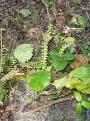 Coleus monostachyus
