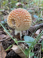Amanita flavoconia