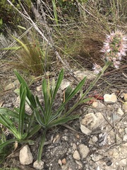Echiostachys ecklonianus