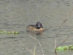 Heteronetta atricapilla