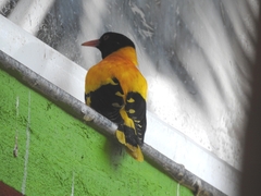 Oriolus xanthornus