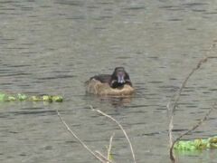 Heteronetta atricapilla