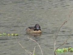 Heteronetta atricapilla