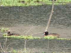 Heteronetta atricapilla