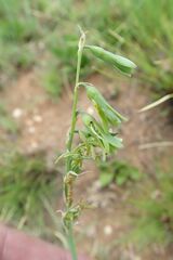 Dipcadi marlothii