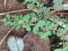 Euphorbia humifusa