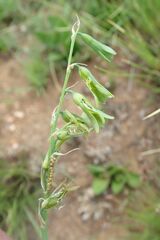 Dipcadi marlothii