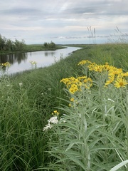 Jacobaea paludosa lanata