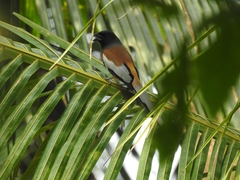 Dendrocitta vagabunda