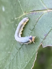 Monostegia abdominalis