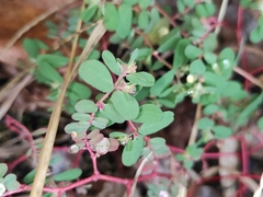 Euphorbia humifusa