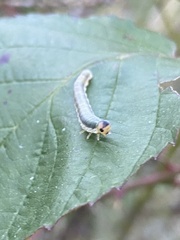 Monostegia abdominalis