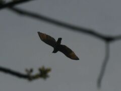 Rupornis magnirostris