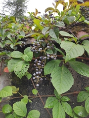 Parthenocissus quinquefolia