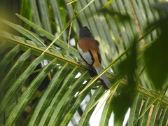 Dendrocitta vagabunda