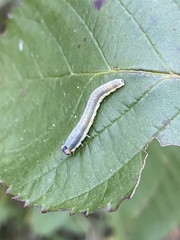 Monostegia abdominalis