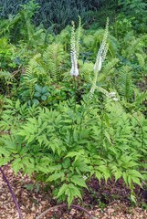 Actaea racemosa