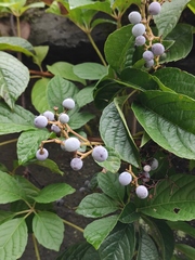 Parthenocissus quinquefolia