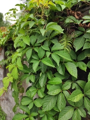 Parthenocissus quinquefolia