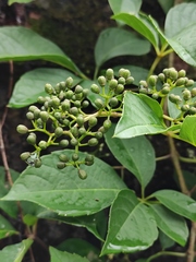 Parthenocissus quinquefolia